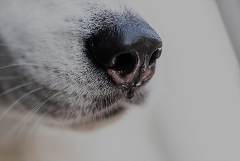 Drug Detection Dogs