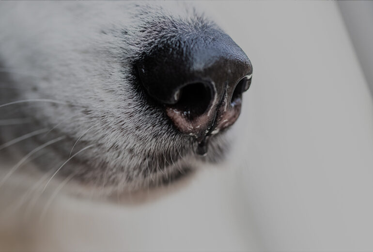 Drug Detection Dogs