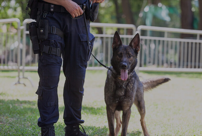 General Purpose / Guard Dogs