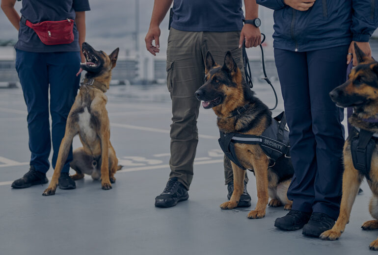 Dog Sales