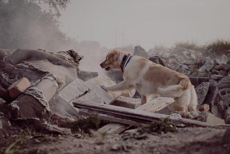 Search & Rescue Dogs