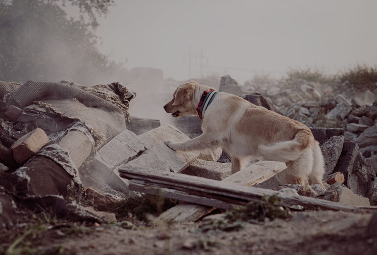 Search & Rescue Dogs